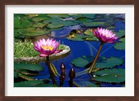 Water Lillies in Reflecting Pool at Palm Grove Gardens, Barbados Fine Art Print