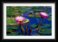 Water Lillies in Reflecting Pool at Palm Grove Gardens, Barbados Fine Art Print