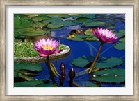 Water Lillies in Reflecting Pool at Palm Grove Gardens, Barbados Fine Art Print