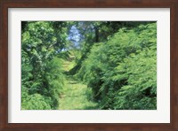 View of Path Through Trees, Bermuda, Caribbean Fine Art Print