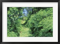 View of Path Through Trees, Bermuda, Caribbean Fine Art Print
