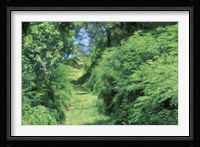 View of Path Through Trees, Bermuda, Caribbean Fine Art Print