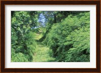 View of Path Through Trees, Bermuda, Caribbean Fine Art Print