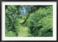 View of Path Through Trees, Bermuda, Caribbean Framed Print