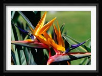 Bird of Paradise in Bermuda Botanical Gardens, Caribbean Fine Art Print