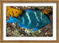 Blue Tang fish, Bonaire, Netherlands Antilles, Caribbean Fine Art Print