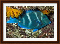 Blue Tang fish, Bonaire, Netherlands Antilles, Caribbean Fine Art Print
