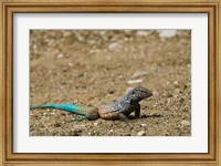 Bonaire Whiptail Lizard, Bonaire, Netherlands Antilles Fine Art Print
