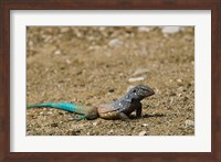 Bonaire Whiptail Lizard, Bonaire, Netherlands Antilles Fine Art Print