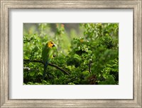 Caribbean Parakeet tropical bird, Netherlands Antilles Fine Art Print