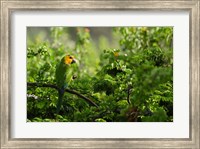 Caribbean Parakeet tropical bird, Netherlands Antilles Fine Art Print