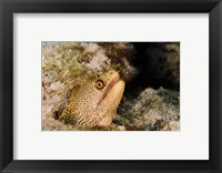 Goldentail Moray fish, Bonaire, Netherlands Antilles Fine Art Print