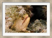 Goldentail Moray fish, Bonaire, Netherlands Antilles Fine Art Print