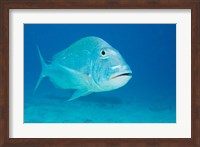 Jolthead Porgy fish, Bonaire, Netherlands Antilles Fine Art Print