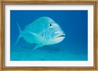 Jolthead Porgy fish, Bonaire, Netherlands Antilles Fine Art Print