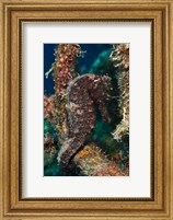 Longsnout Seahorse, Marine Life, Netherlands Antilles Fine Art Print