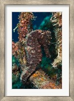 Longsnout Seahorse, Marine Life, Netherlands Antilles Fine Art Print