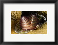 Marine life, Christmas Tree Worm, Star Coral, Bonaire Fine Art Print