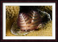 Marine life, Christmas Tree Worm, Star Coral, Bonaire Fine Art Print