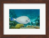 Ocean Surgeonfish, Bonaire, Netherlands Antilles Fine Art Print