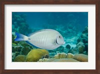 Ocean Surgeonfish, Bonaire, Netherlands Antilles Fine Art Print