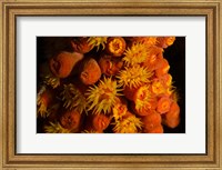 Orange Cup Coral, Netherlands Antilles Fine Art Print