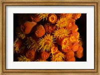 Orange Cup Coral, Netherlands Antilles Fine Art Print
