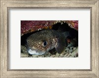 Porcupine Fish, Bonaire, Netherlands Antilles, Caribbean Fine Art Print