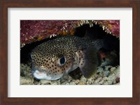 Porcupine Fish, Bonaire, Netherlands Antilles, Caribbean Fine Art Print