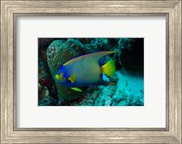 Queen Angelfish, Bonaire, Netherlands Antilles Fine Art Print