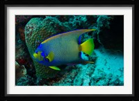 Queen Angelfish, Bonaire, Netherlands Antilles Fine Art Print