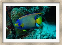 Queen Angelfish, Bonaire, Netherlands Antilles Fine Art Print