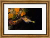 Sharpnose Puffer fish, Bonaire, Netherlands Antilles Fine Art Print
