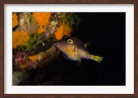 Sharpnose Puffer fish, Bonaire, Netherlands Antilles Fine Art Print