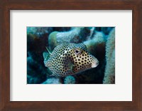 Spotted Trunkfish, Bonaire, Netherlands Antilles Fine Art Print