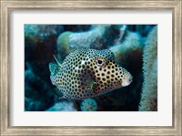 Spotted Trunkfish, Bonaire, Netherlands Antilles Fine Art Print