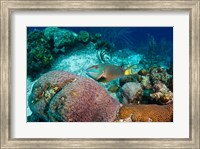 Stoplight Parrotfish, Bonaire, Netherlands Antilles Fine Art Print