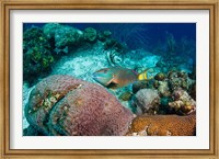 Stoplight Parrotfish, Bonaire, Netherlands Antilles Fine Art Print