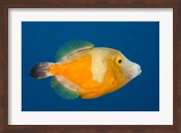 Whitespotted File fish Orange Phase, Bonaire, Caribbean Fine Art Print