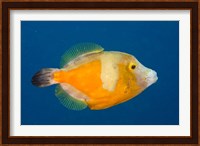 Whitespotted File fish Orange Phase, Bonaire, Caribbean Fine Art Print