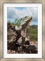 Green Iguana lizard, Slagbaai NP, Netherlands Antilles Fine Art Print