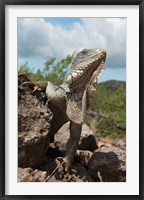 Green Iguana lizard, Slagbaai NP, Netherlands Antilles Fine Art Print