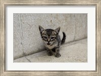 Cute kitten on the streets of Old Havana, Havana, Cuba Fine Art Print