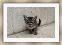 Cute kitten on the streets of Old Havana, Havana, Cuba Fine Art Print