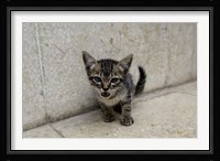 Cute kitten on the streets of Old Havana, Havana, Cuba Fine Art Print