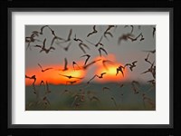 Mexican Free-Tailed Bats, Concan, Texas, USA Fine Art Print
