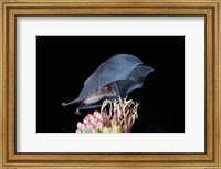 Leafnosed Fruit Bat, Arizona, USA Fine Art Print