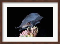 Leafnosed Fruit Bat, Arizona, USA Fine Art Print