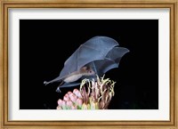 Leafnosed Fruit Bat, Arizona, USA Fine Art Print