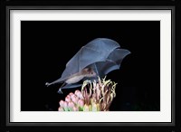 Leafnosed Fruit Bat, Arizona, USA Fine Art Print